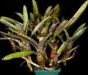 Neoregelia ampullacea 'Tigrina' - Tropiflora