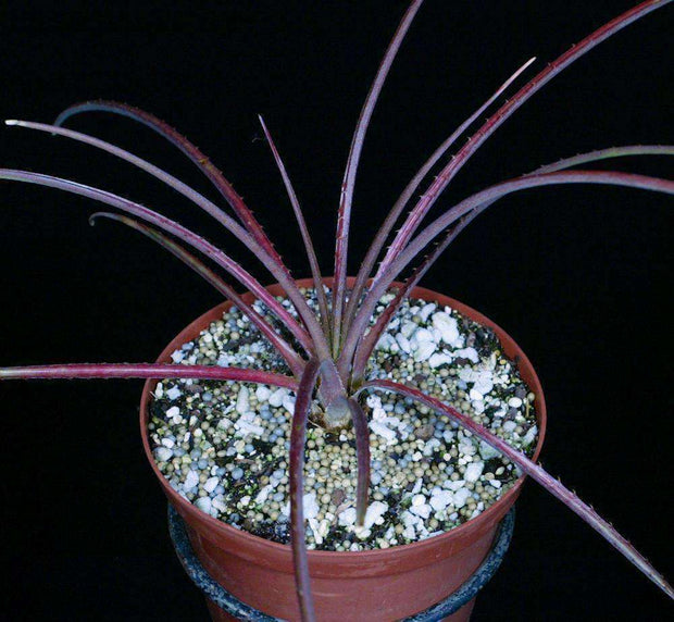 Bromelia gurkeniana v. funchiana - Tropiflora