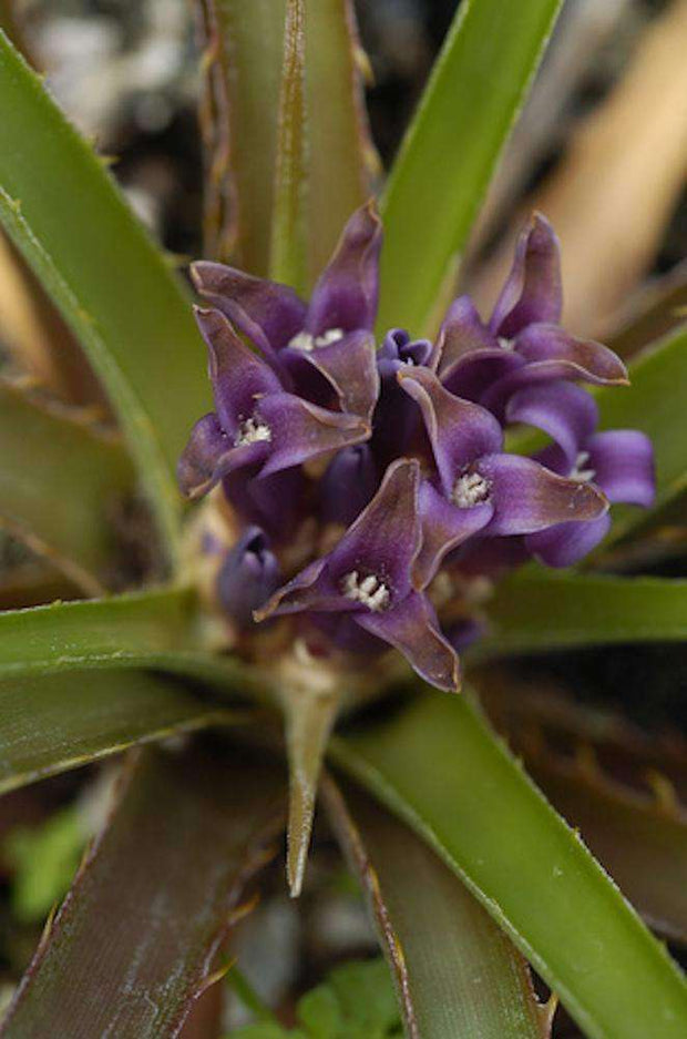 Bromelia gurkeniana v. funchiana - Tropiflora