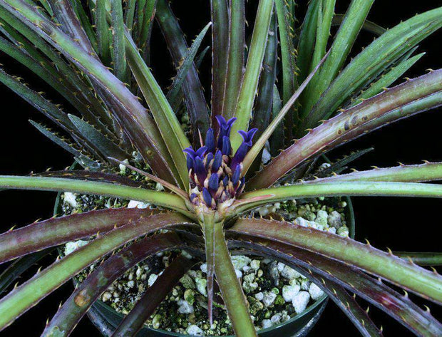 Bromelia gurkeniana v. funchiana - Tropiflora