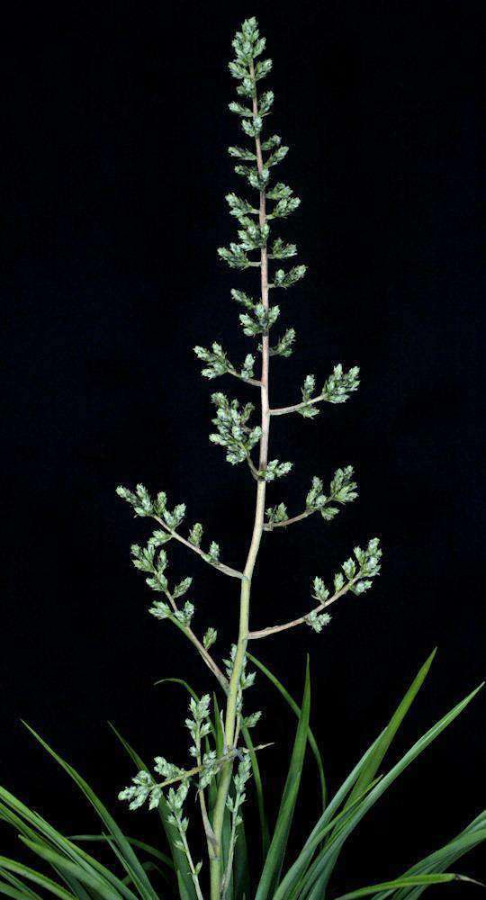 Hohenbergia catingae - Tropiflora