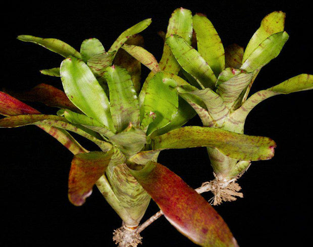 Neoregelia ampullacea - Tropiflora