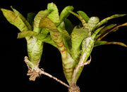 Neoregelia ampullacea - Tropiflora