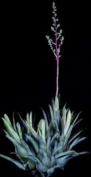 Hohenbergia catingae #2 Palmires Bahia - Tropiflora