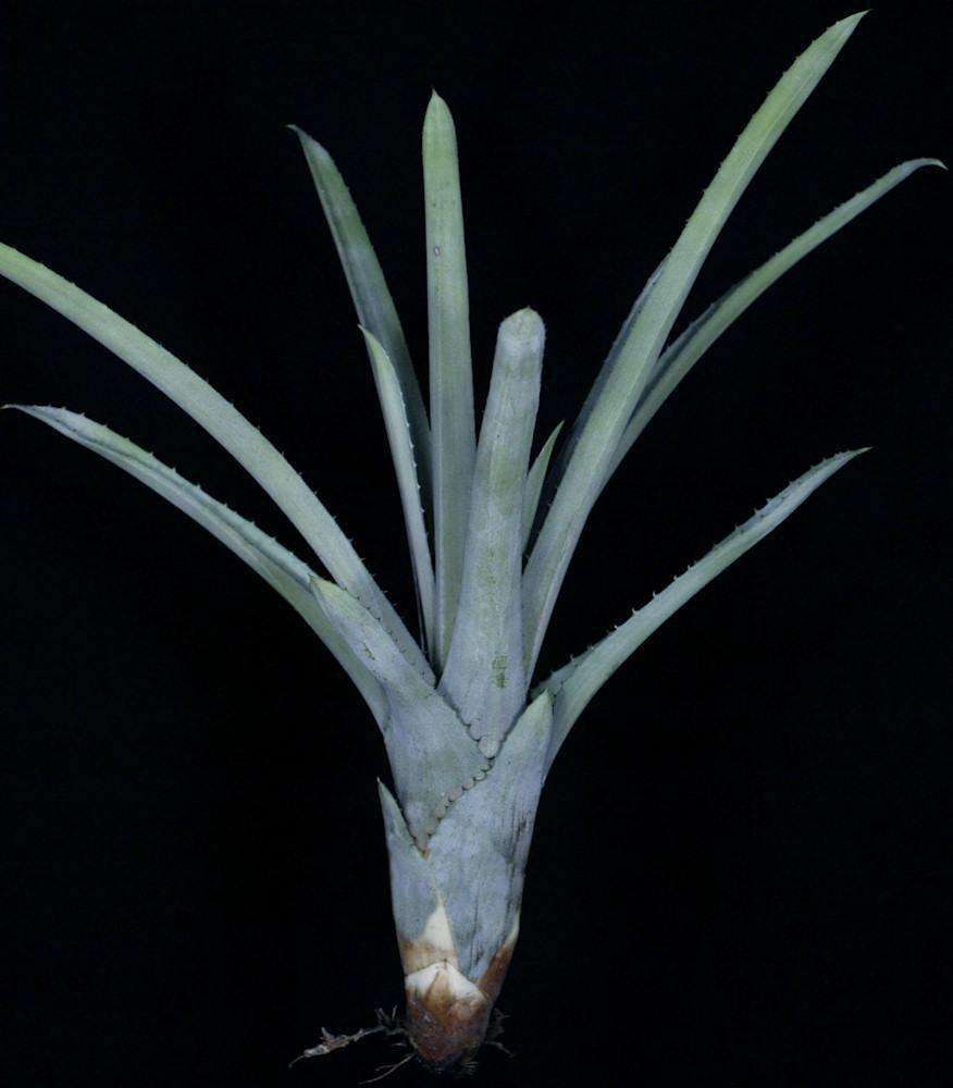 Hohenbergia catingae Palmires, Bahia #2 – Tropiflora