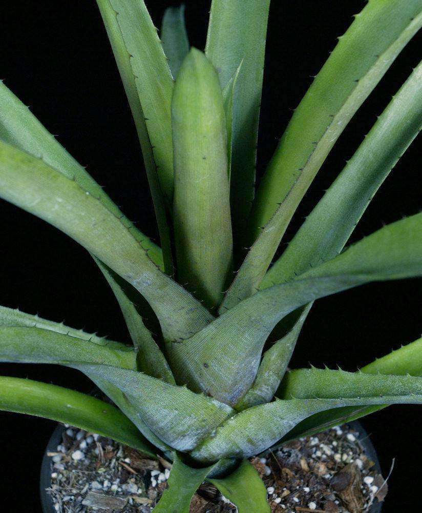 Hohenbergia catingae Palmires, Bahia #2 – Tropiflora
