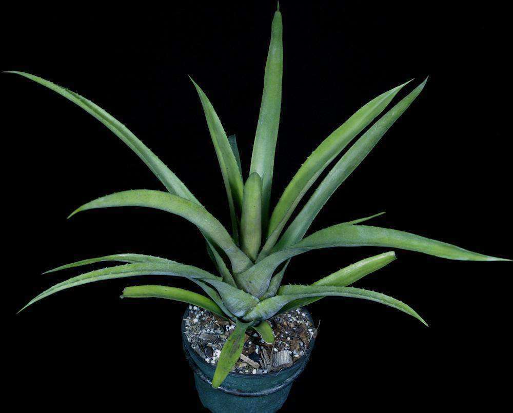 Hohenbergia catingae Palmires, Bahia #2 – Tropiflora