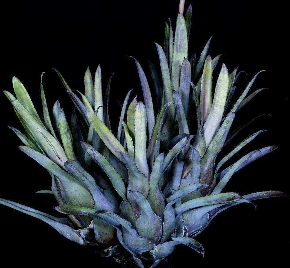 Hohenbergia catingae Palmires, Bahia #2 – Tropiflora