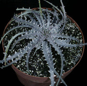 Dyckia goehringii #EL2718 - Tropiflora