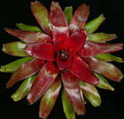 Neoregelia 'Evan' - Tropiflora