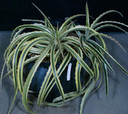 Bromelia 'Que Sera' pinguin variegated