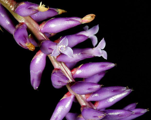 Wittmackia brasiliensis 'Red Form' - Tropiflora