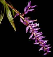 Wittmackia brasiliensis 'Red Form' - Tropiflora