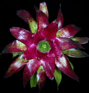 Neoregelia 'High Caliber' - Tropiflora