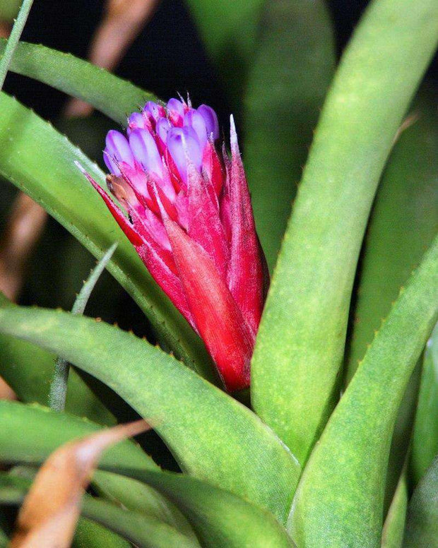 Aechmea seideliana - Tropiflora