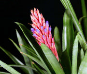 Aechmea seideliana - Tropiflora