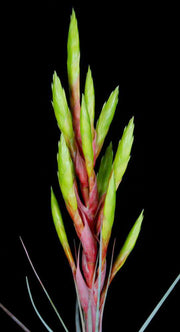 Tillandsia tomasellii x fasciculata v. densispica - Tropiflora