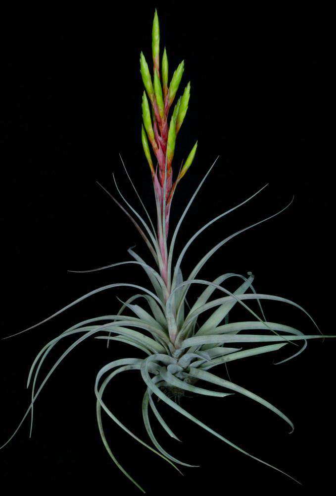 Tillandsia 'Florida Breeze' – Tropiflora
