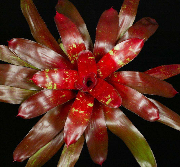 Neoregelia 'Flama' - Tropiflora