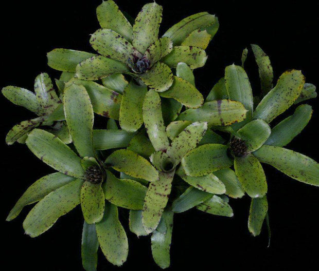 Neoregelia 'Grace's Avalanche' - Tropiflora