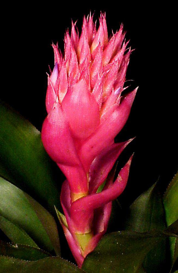 Ronnbergia allenii - Tropiflora