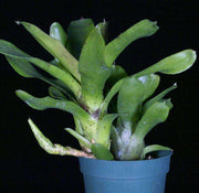 Neoregelia 'Bric a Brac' - Tropiflora