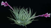 Tillandsia 'Gildora' - Tropiflora