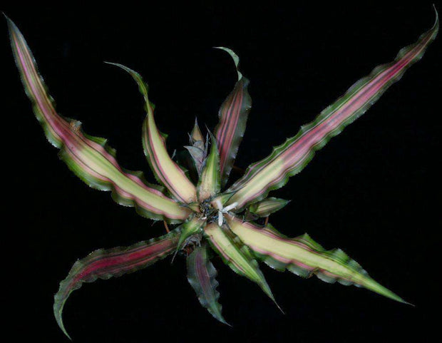 Cryptanthus arelii 'Ti' - Tropiflora
