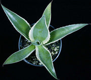 Agave celsii albomarginated - Tropiflora