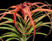 Tillandsia 'Maya Red Cap' - Tropiflora