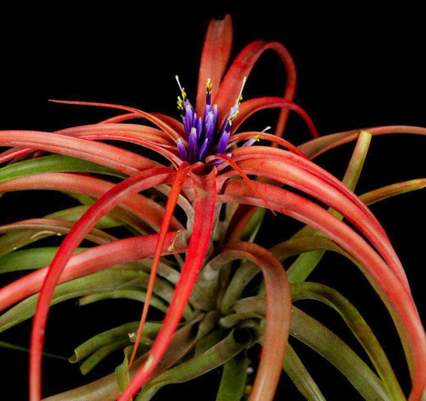Tillandsia 'Maya Red Cap' - Tropiflora