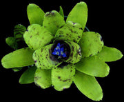 Neoregelia liliputiana x 'Blueberry Muffin' - Tropiflora
