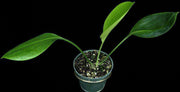 Eucharis amazonica - Tropiflora