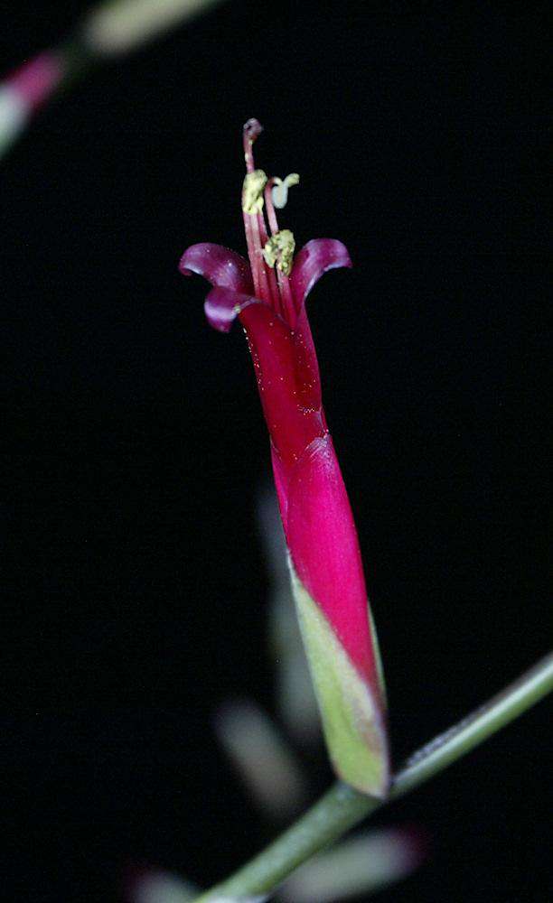 Tillandsia flexuosa 'Giant Form' - Tropiflora