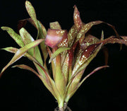 Billbergia 'Marie Bessellieu' - Tropiflora