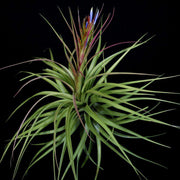 Tillandsia 'Biscayne' - Tropiflora