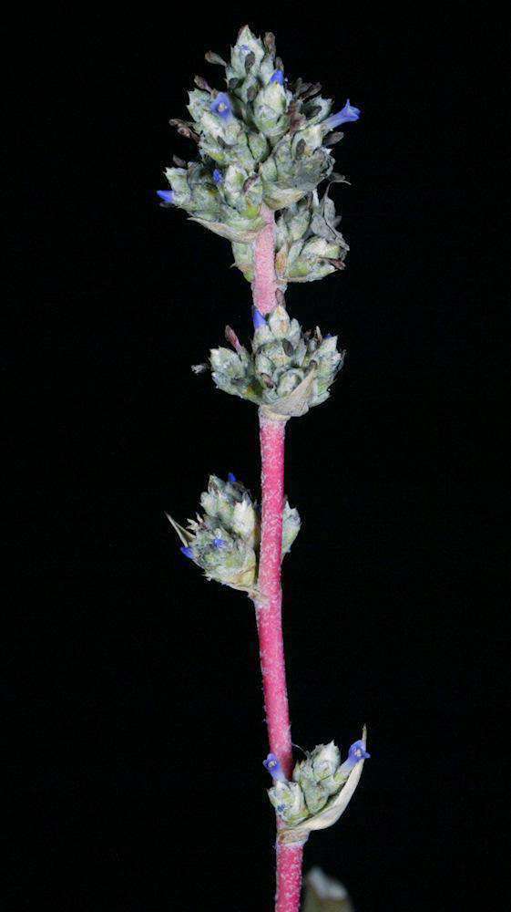 Hohenbergia humilis - Tropiflora