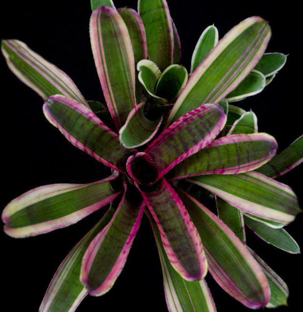 Neoregelia 'Blushing Zebra' – Tropiflora