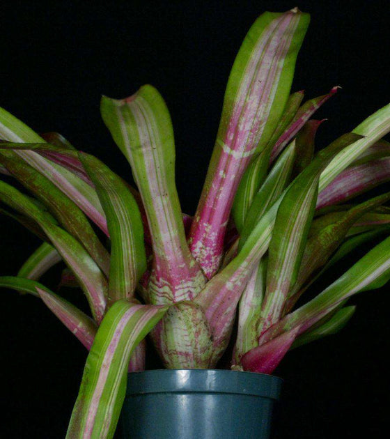 Neoregelia 'Sweet Vibrations' – Tropiflora