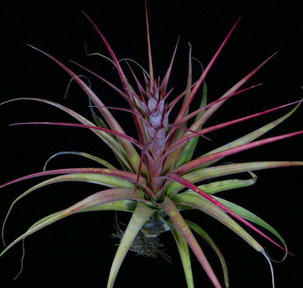Tillandsia 'Swamp Rose' – Tropiflora