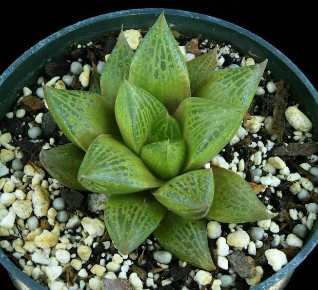 Haworthia 'Fat Albert' - Tropiflora