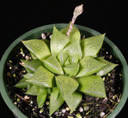 Haworthia 'Fat Albert' - Tropiflora