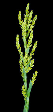 Catopsis berteroniana - Tropiflora