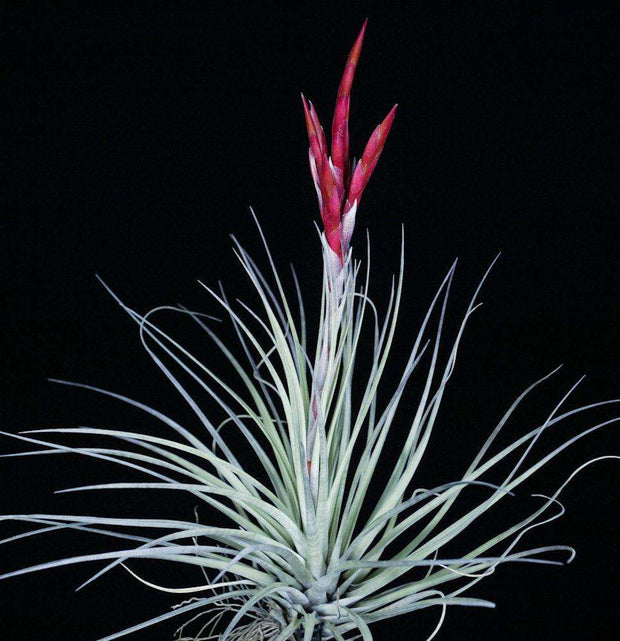 Tillandsia trelawniensis - Tropiflora