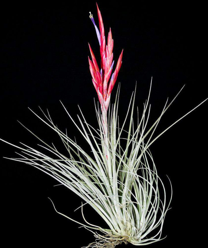 TÌNH YÊU CÂY CỎ ĐV 14  - Page 74 7088-Tillandsia-trelawniensis_720x