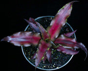 Cryptanthus 'Evon' - Tropiflora