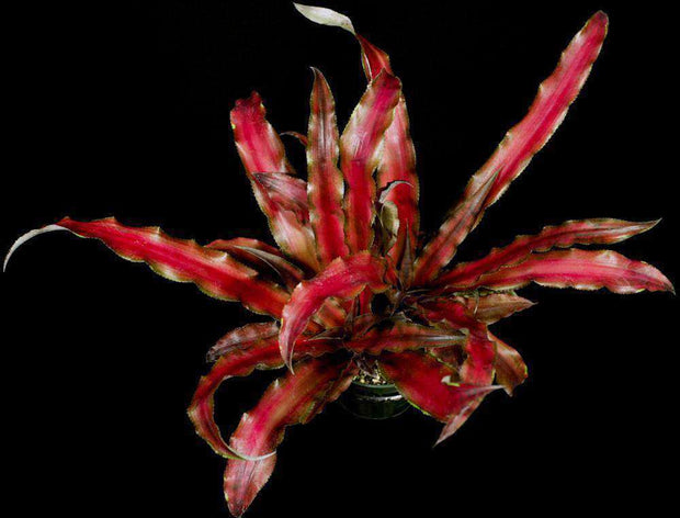 Cryptanthus 'Evon' - Tropiflora