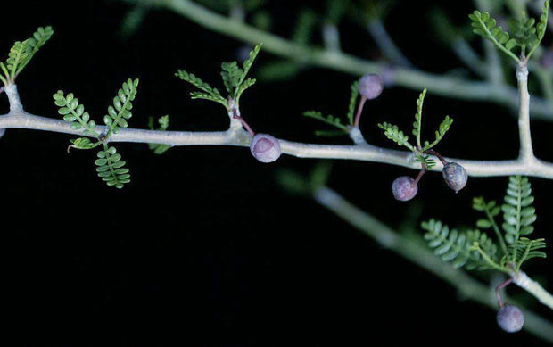 Bursera microphylla - Tropiflora