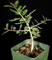 Bursera microphylla - Tropiflora