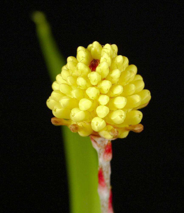Aechmea calyculata - Tropiflora